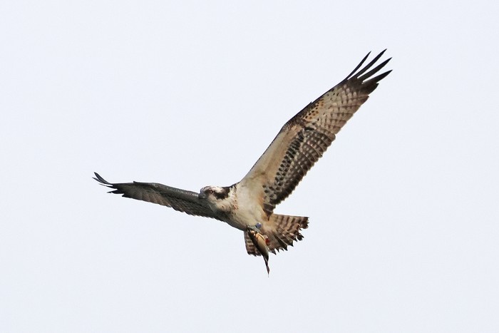 Osprey