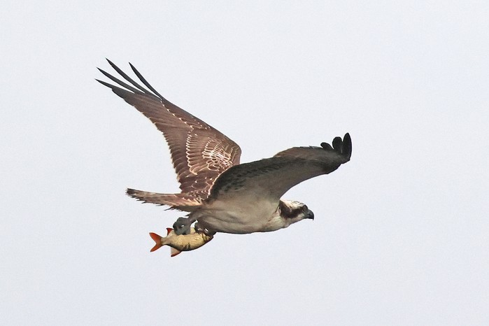 Osprey