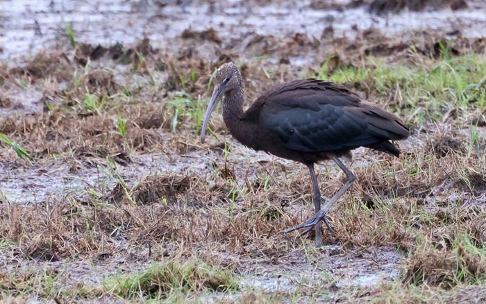 Glossy Ibis