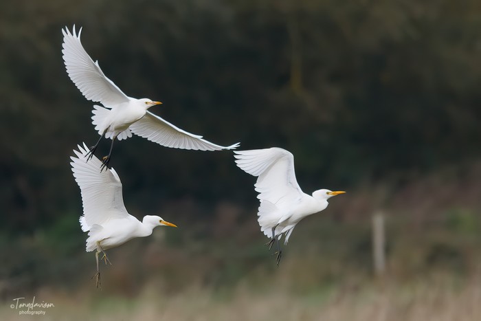 Cattle Egret
