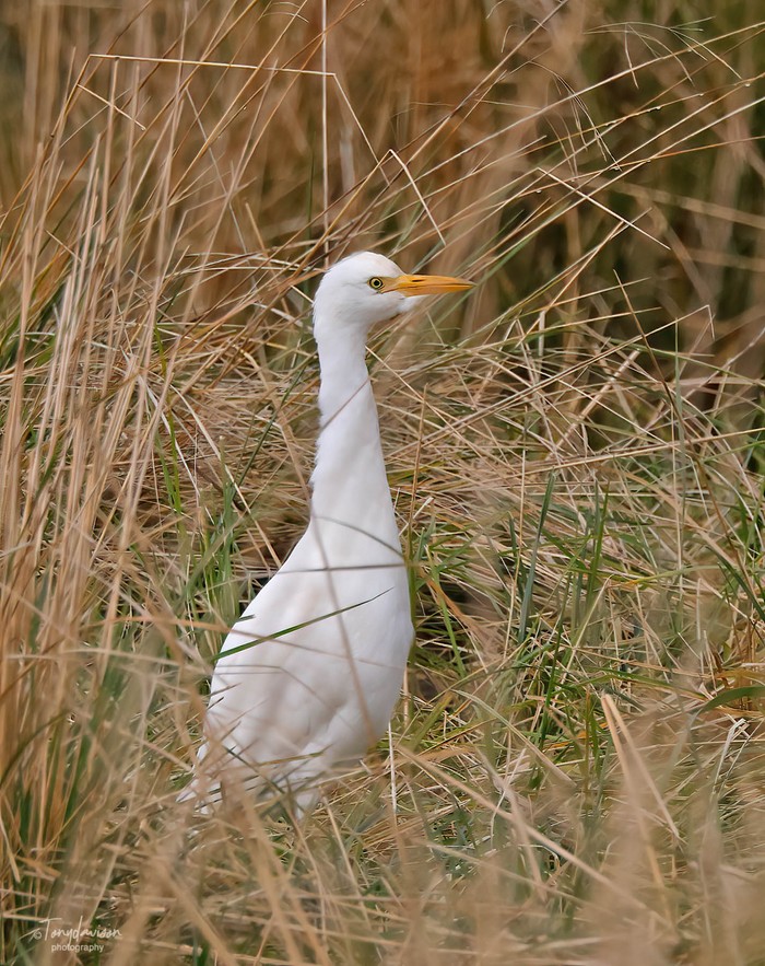 Cattle Egret