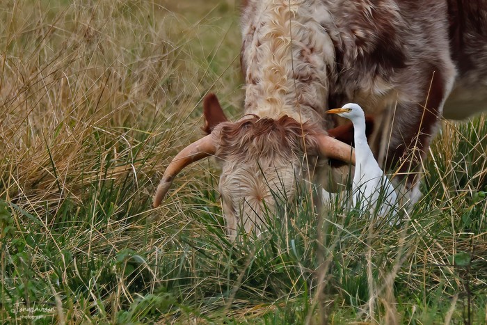 Cattle Egret