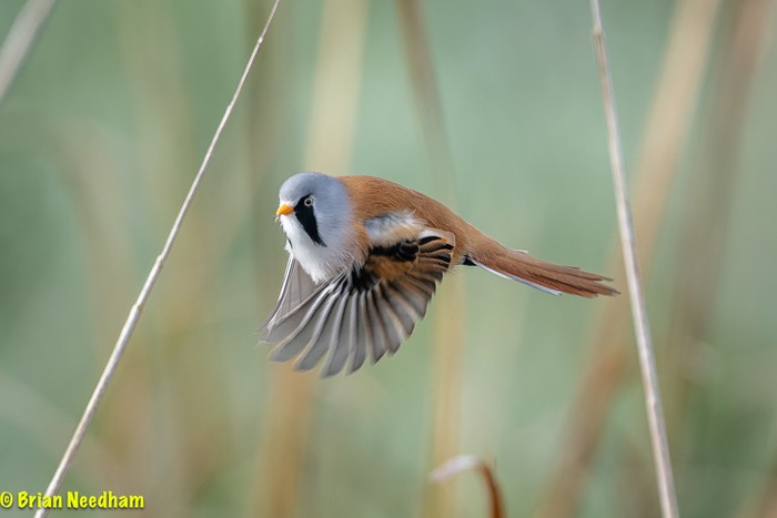 Bearded Tit
