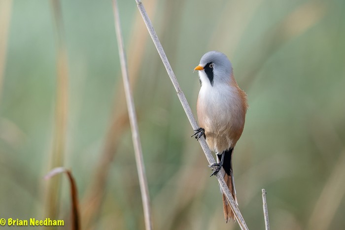 Bearded Tit