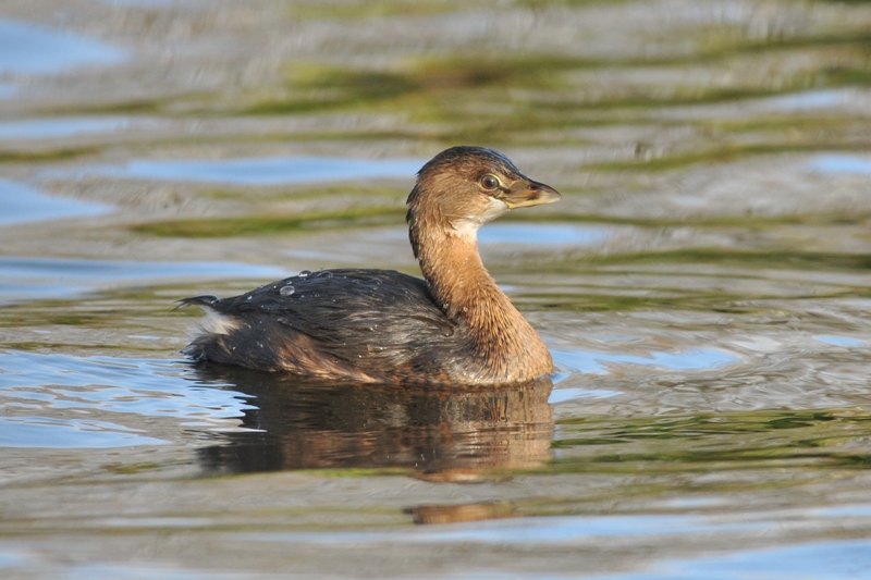 Pied-billed Grebe