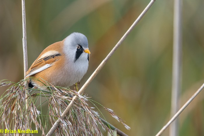 Bearded Tit
