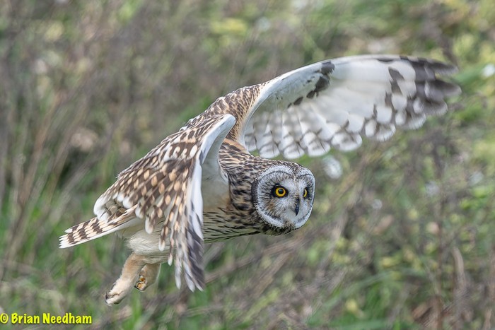 Short-eared Owl