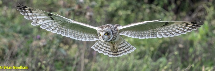 Short-eared Owl