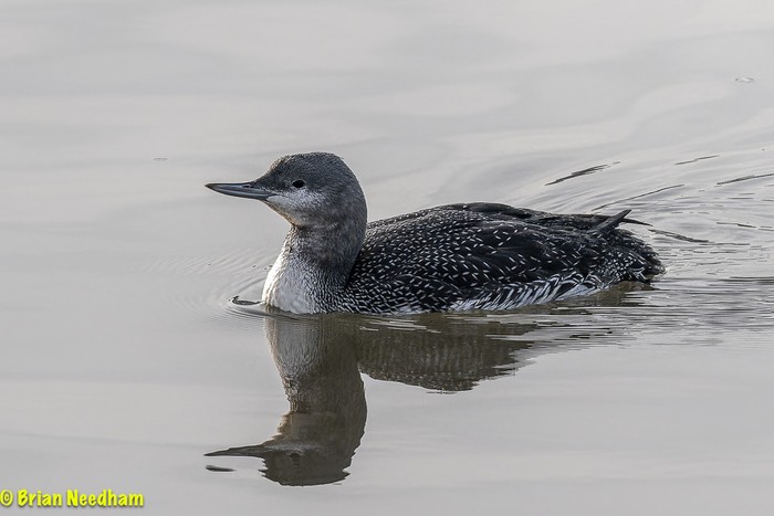 Red-throated Diver