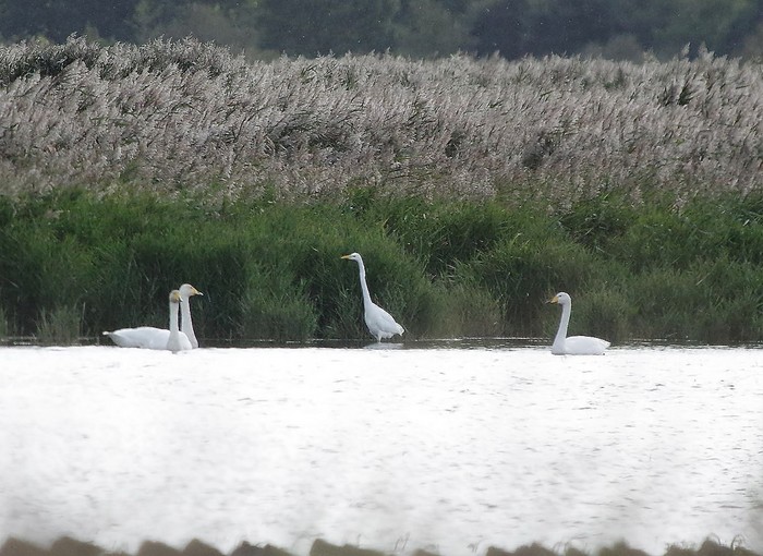 Whooper Swan