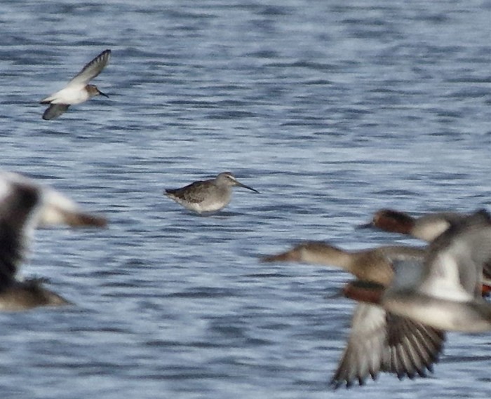 Long-billed Dowitcher