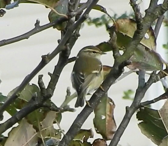 Yellow-browed Warbler