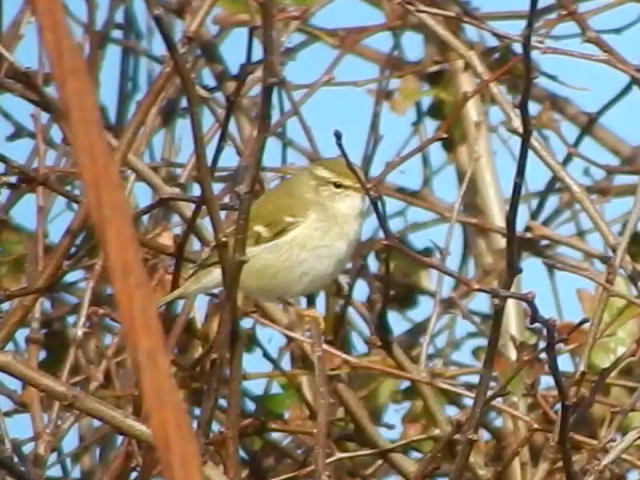 Yellow-browed Warbler