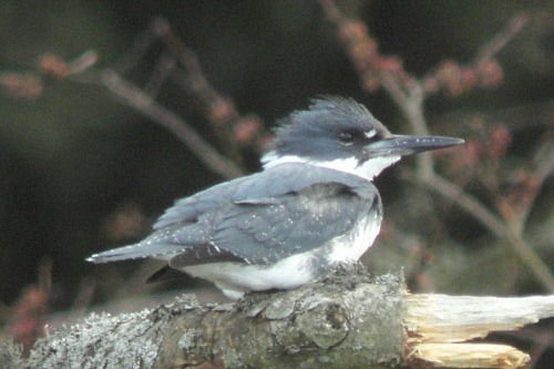 Belted Kingfisher