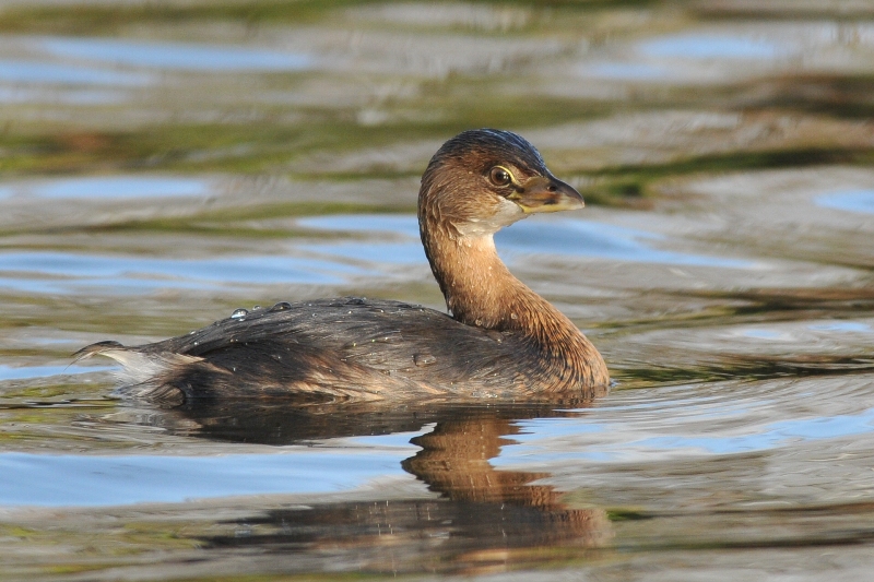 Pied-billed Grebe