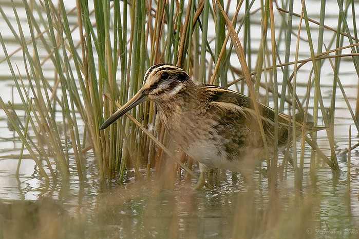 Jack Snipe