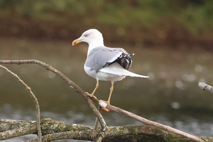 Yellow-legged Gull