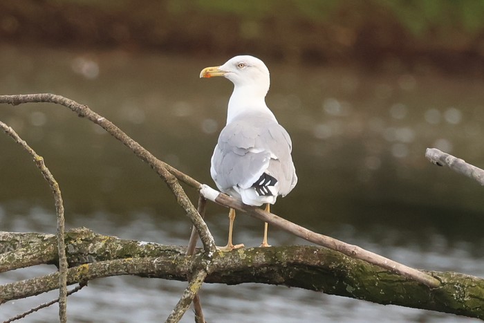 Yellow-legged Gull