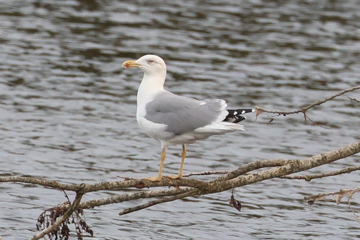 Yellow-legged Gull
