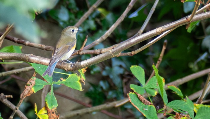 Red-flanked Bluetail