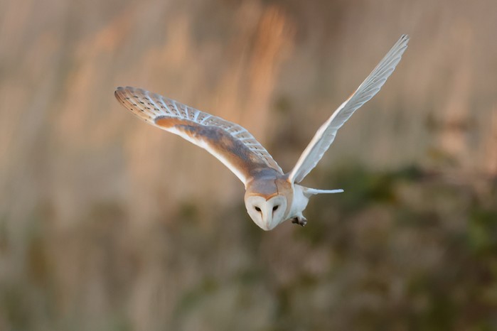 Barn Owl
