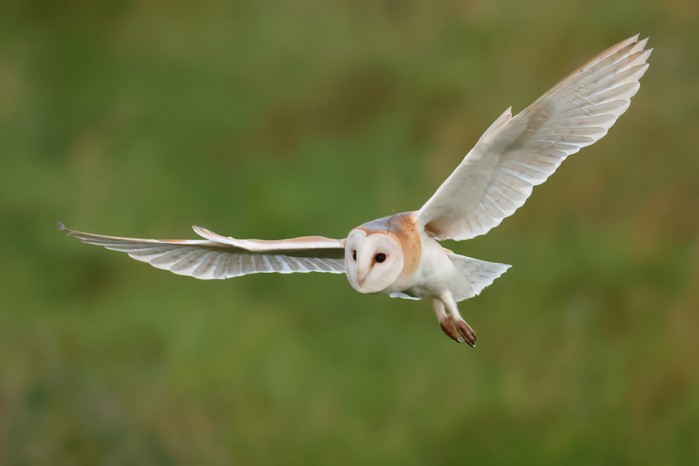Barn Owl