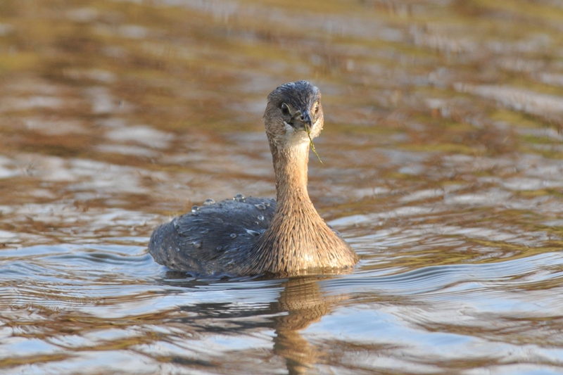 Pied-billed Grebe