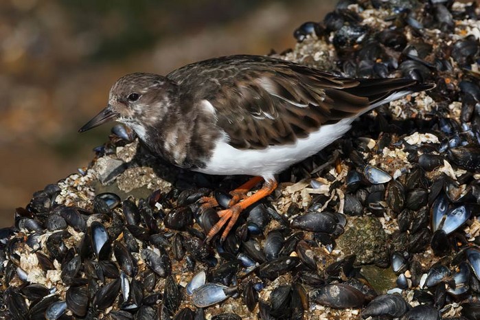 Turnstone