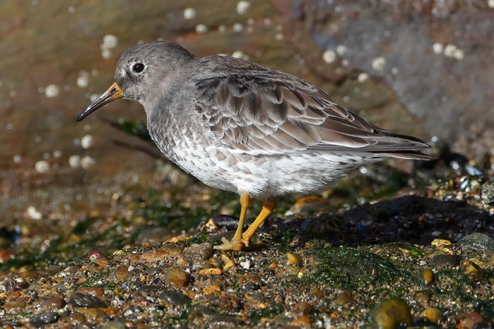 Purple Sandpiper