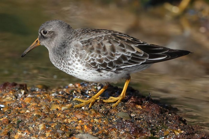 Purple Sandpiper
