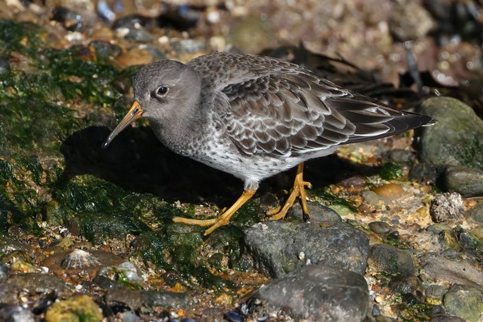 Purple Sandpiper