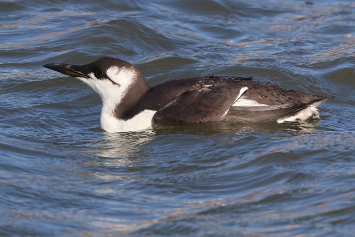Guillemot