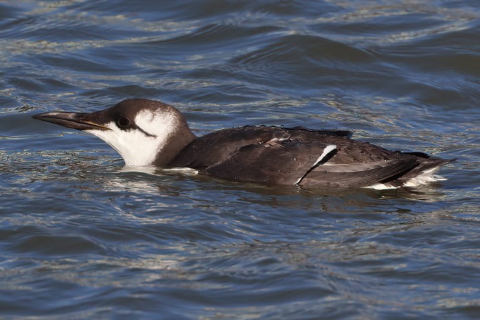 Guillemot