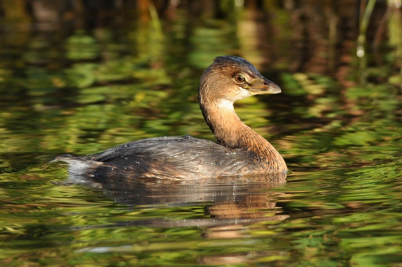 Pied-billed Grebe