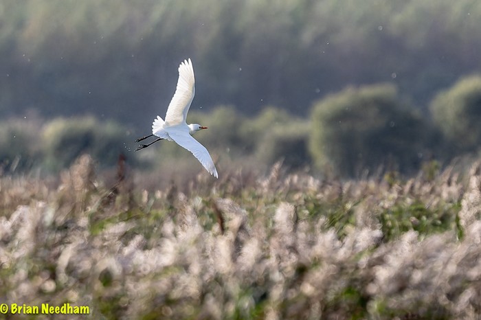 Cattle Egret