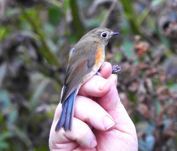 Red-flanked Bluetail