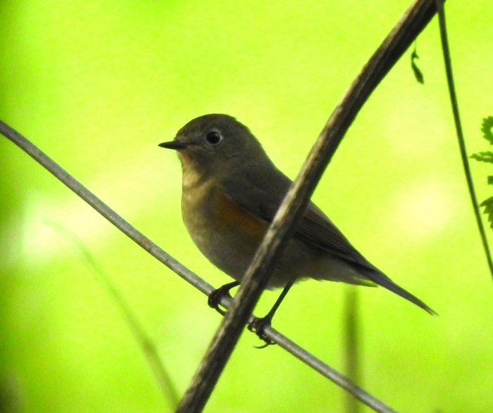 Red-flanked Bluetail