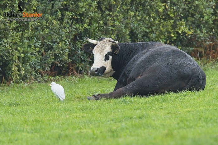 Cattle Egret