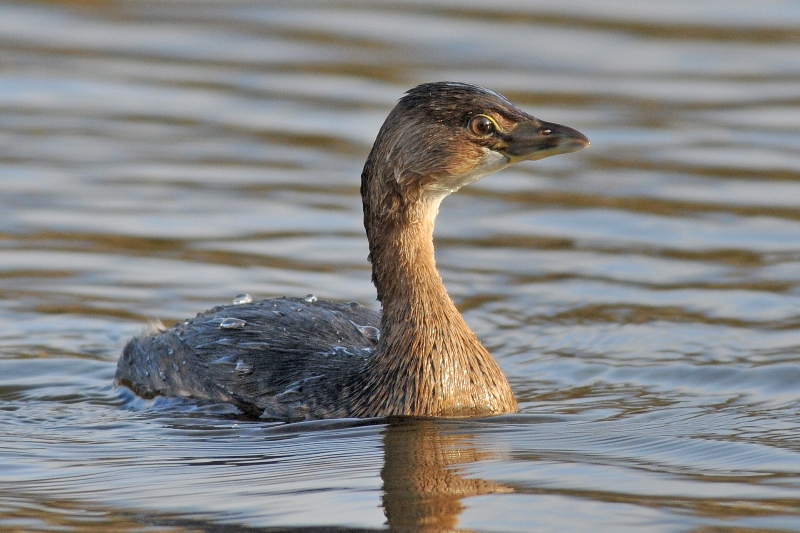 Pied-billed Grebe
