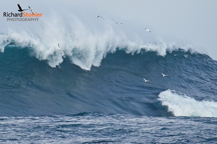 Gannet
