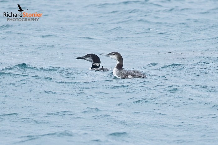 Great Northern Diver