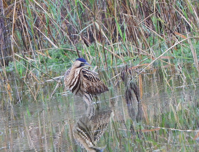 Bittern