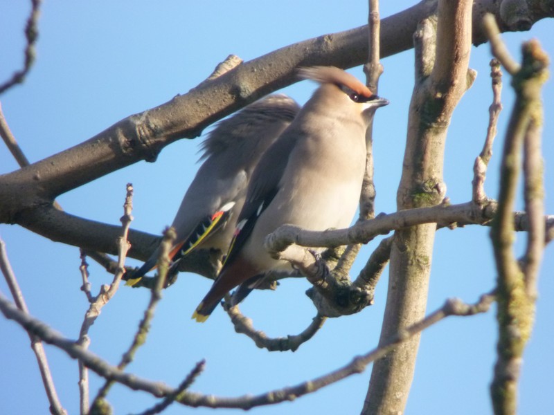 Waxwing