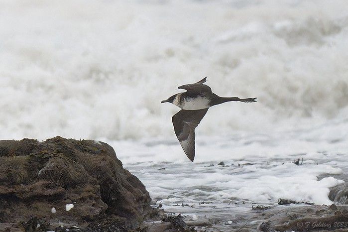 Pomarine Skua