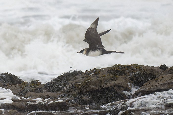 Pomarine Skua