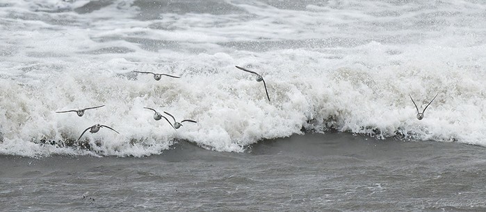 Grey Phalarope