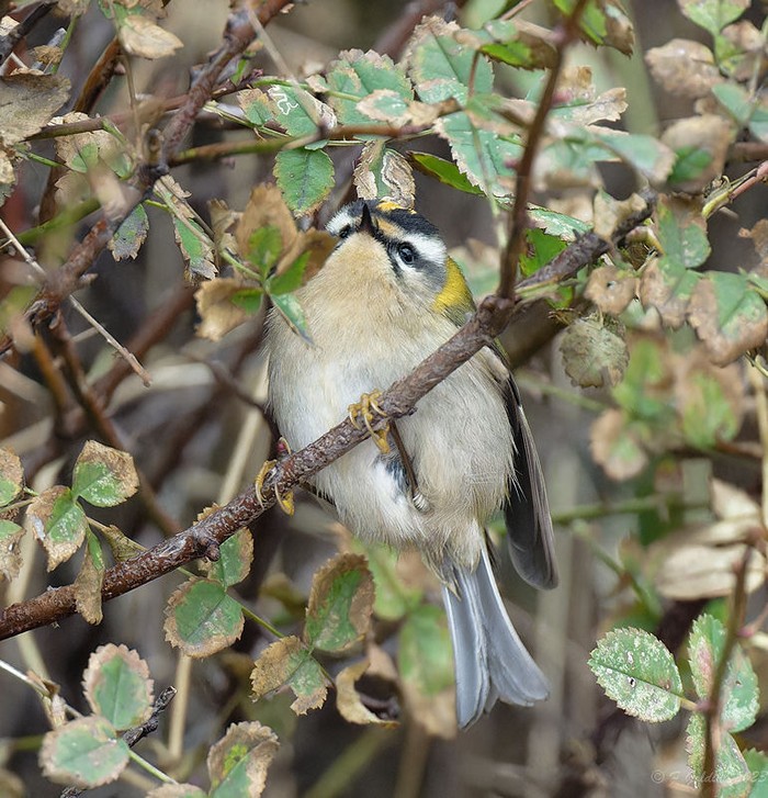 Firecrest