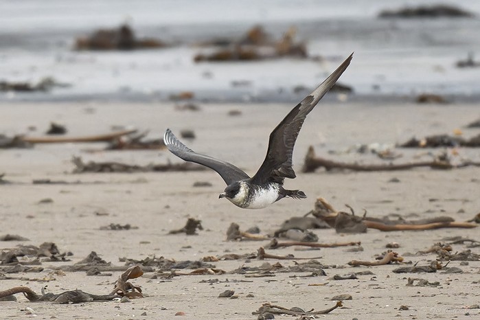 Pomarine Skua