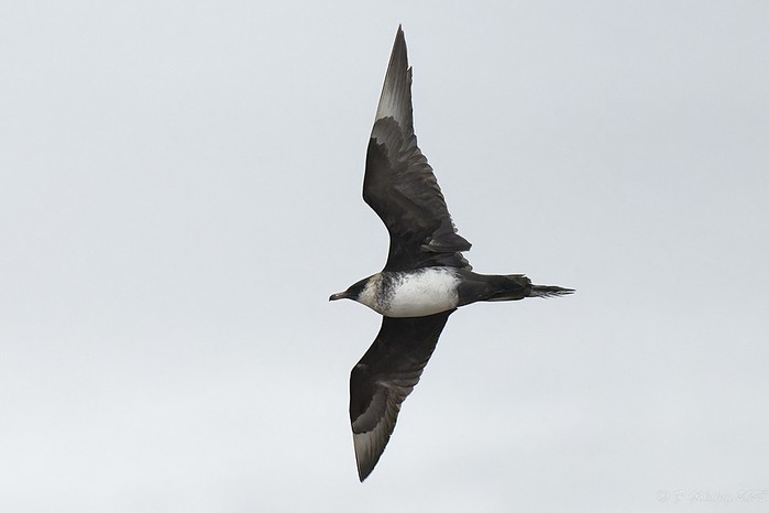 Pomarine Skua