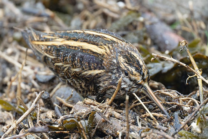 Jack Snipe